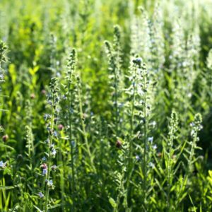 Il Sovescio in Agricoltura Biologica: Una Pratica Chiave per la Biodiversità